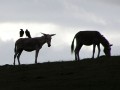 Donkeys