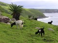 Goat grazing
