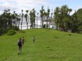 Local guides