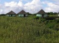 Mud huts