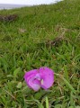 Vigna unguiculata
