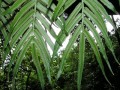 A fern