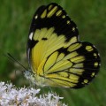 A white on Selago