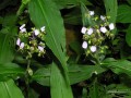 Aneilema dregeanum