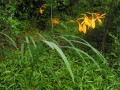 Crocosmia aurea