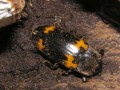 Fungus beetle