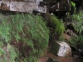 Gleichenia umbraculifera