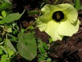 Hibiscus calyphyllus