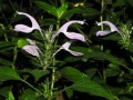 Isoglossa cooperi
