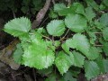 Leaves of Obetia tenax