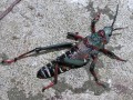 Poisonous grasshopper