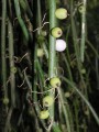 Rhipsalis baccifera 2