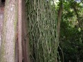 Rhipsalis baccifera