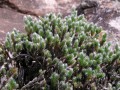 Selaginella sp.