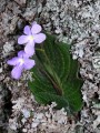 Streptocarpus sp.
