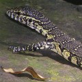 Water monitor closer