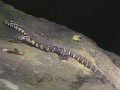 Water monitor