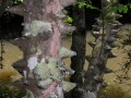 Zanthoxylum capense