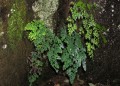 Adiantum raddianum