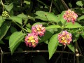Lantana camara