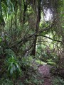 Mistbelt forest 2