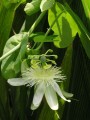 Passiflora subpeltata
