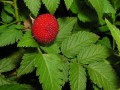 Rubus rosifolius