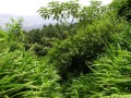 Ruderalized habitats
