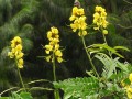 Senna didymobotrya