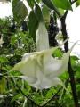 Solanaceae 2