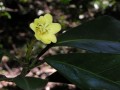 Flowering Natal Hickory
