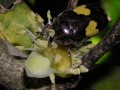 Fruit Chafer 2