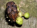 Fruit Chafer