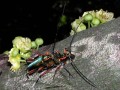 Large Green Longhorns