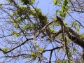 Lianas 2