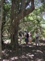 Lianas