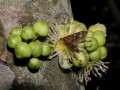 Natal Ironplum
