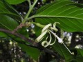 Turraea sp.