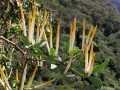 Tapinanthus