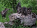 Baboons