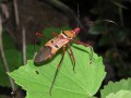 Bug