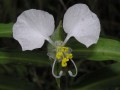 Commelina
