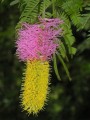 Dichrostachys cinerea