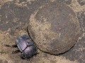 Dung-beetle