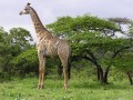 Giraffe