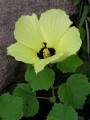 Hibiscus 2