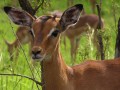 Impala