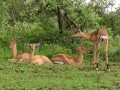 Impalas 2