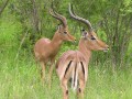 Impalas