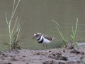Plover